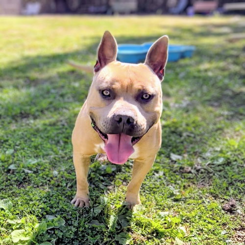 Rye, Unknown breed