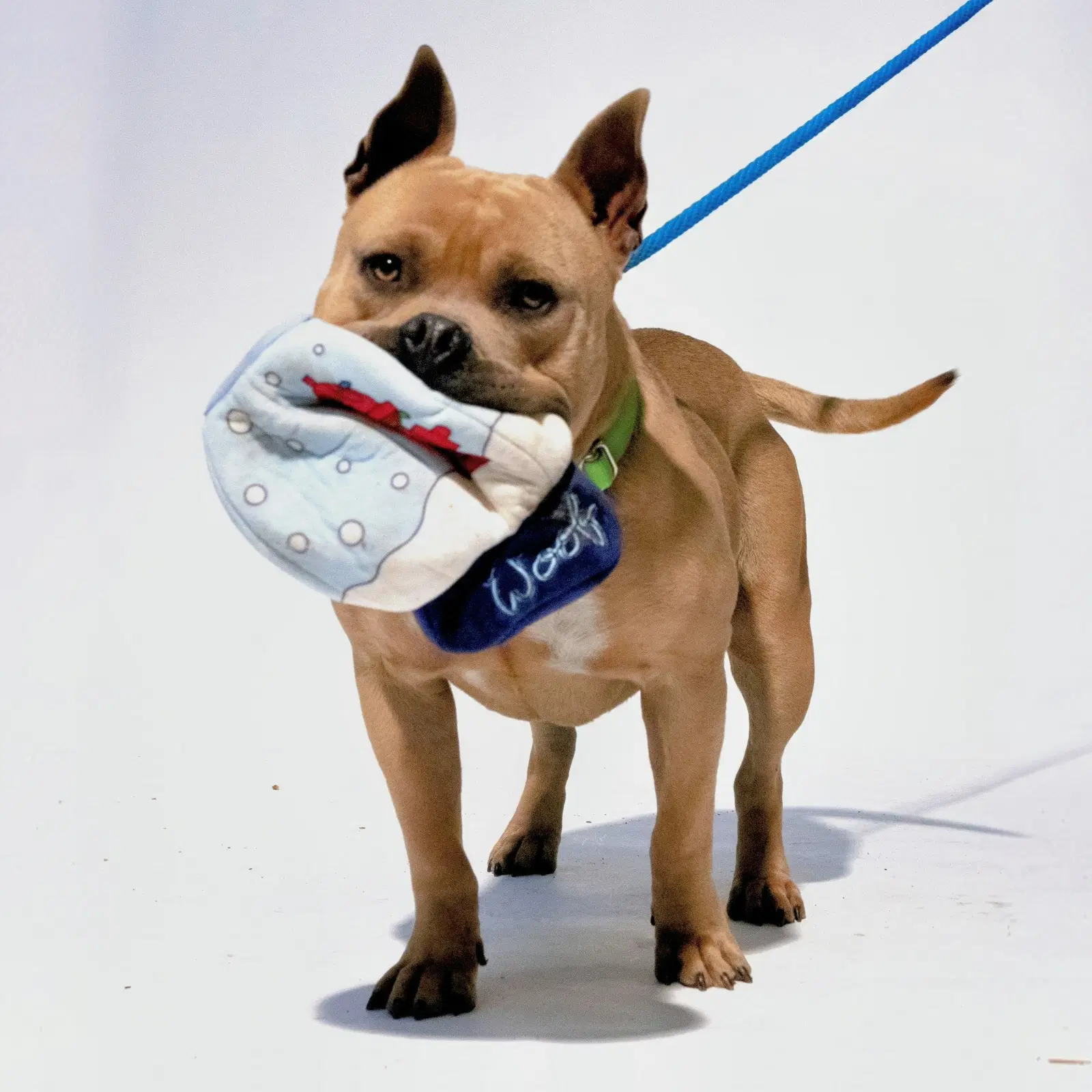 Rye - Pit Bull Terrier