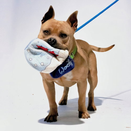 Rye, Pit Bull Terrier / Mixed (short coat)
