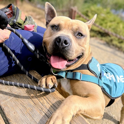 Rye, Pit Bull Terrier / Mixed (short coat)