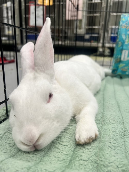 Remy, a rabbit for adoption from Oakland Animal Services