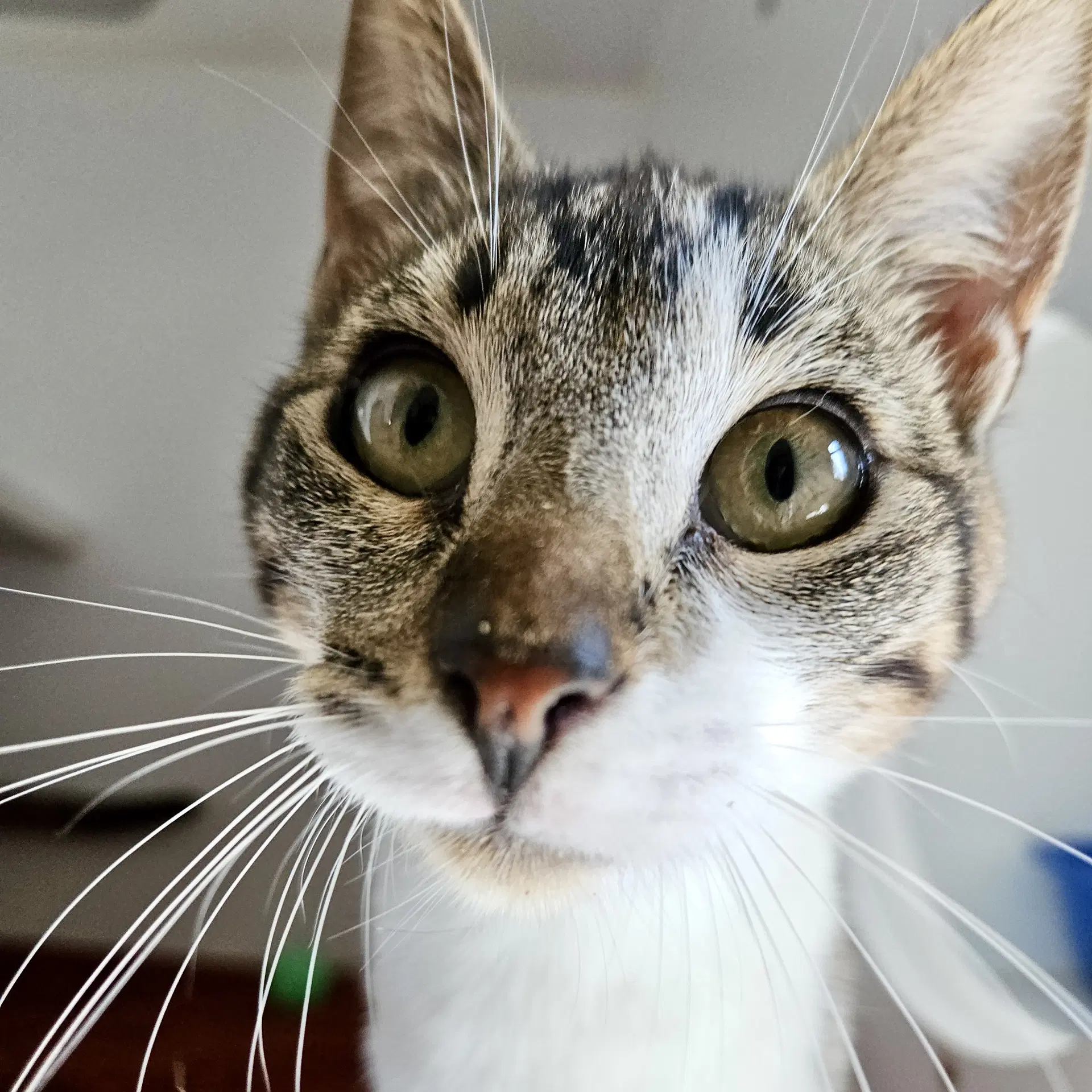Id - Domestic Short Hair