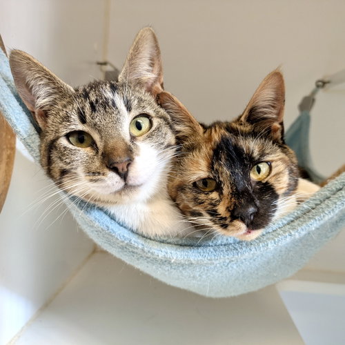 Selene (bonded w/ Iris), a cat for adoption from Oakland Animal Services