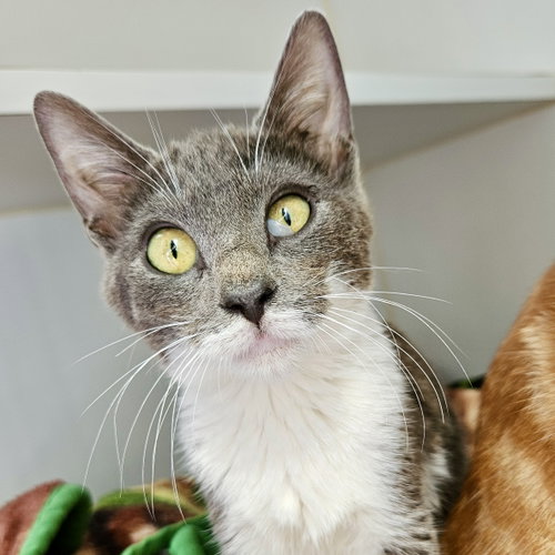 Pie (bonded w/ Pecan), Domestic Short Hair / Mixed