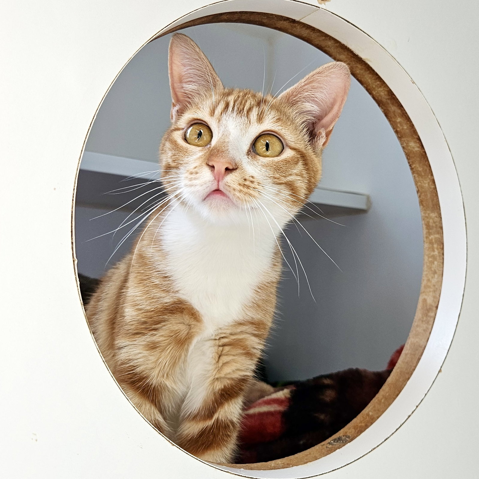 Pecan (bonded w/ Pie)