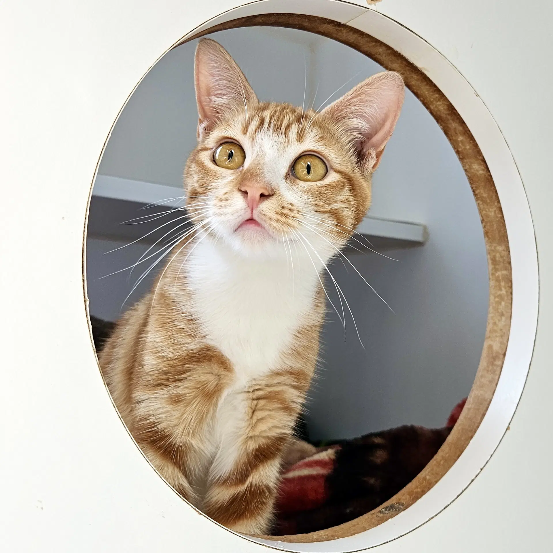Pecan Bonded W Pie - Domestic Short Hair