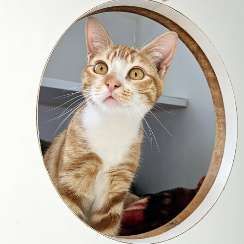 Pecan (bonded w/ Pie), Domestic Short Hair / Mixed