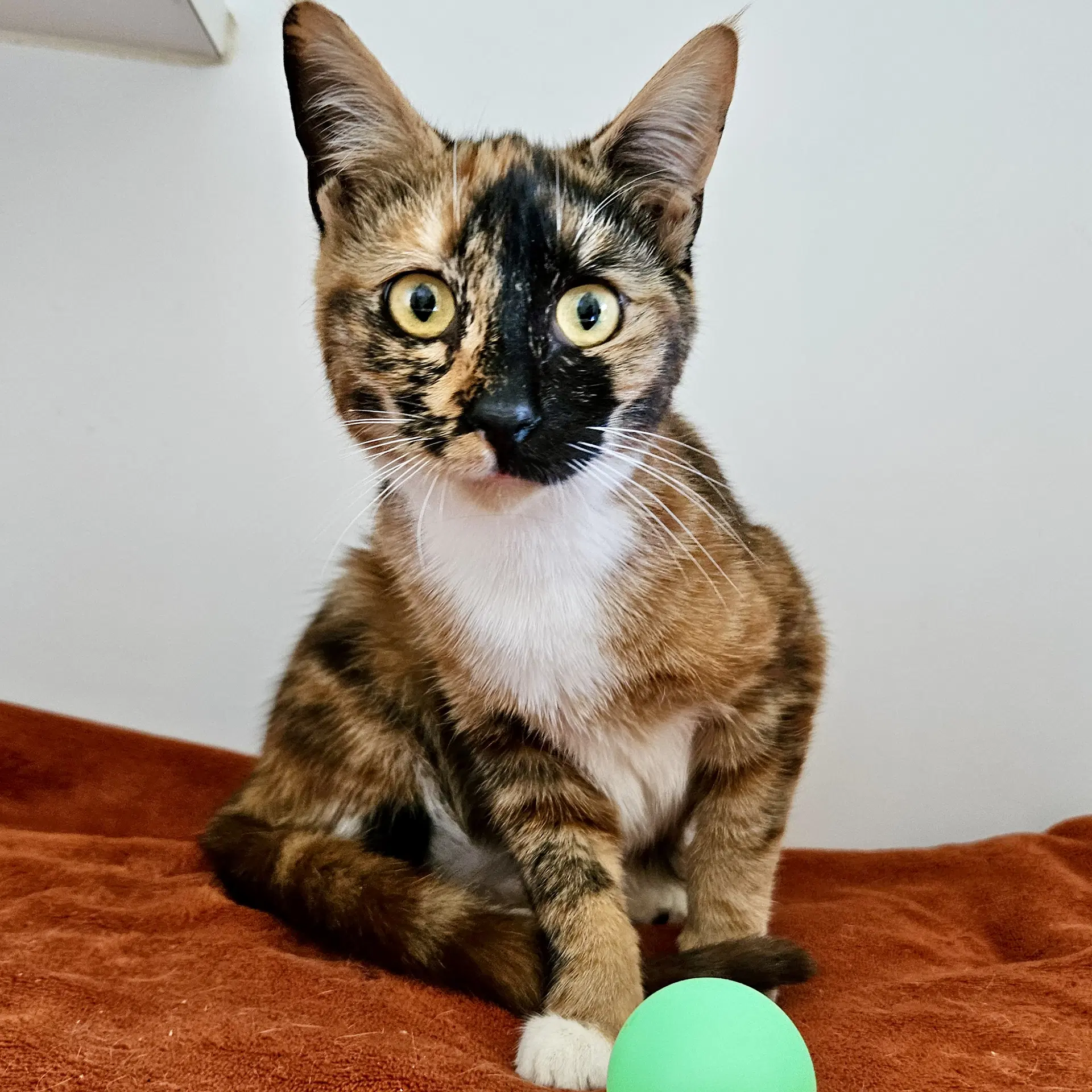 Id - Domestic Short Hair