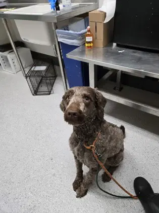 Wes - Portuguese Water Dog