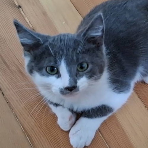 Martin (bonded w/ George), Domestic Short Hair / Mixed