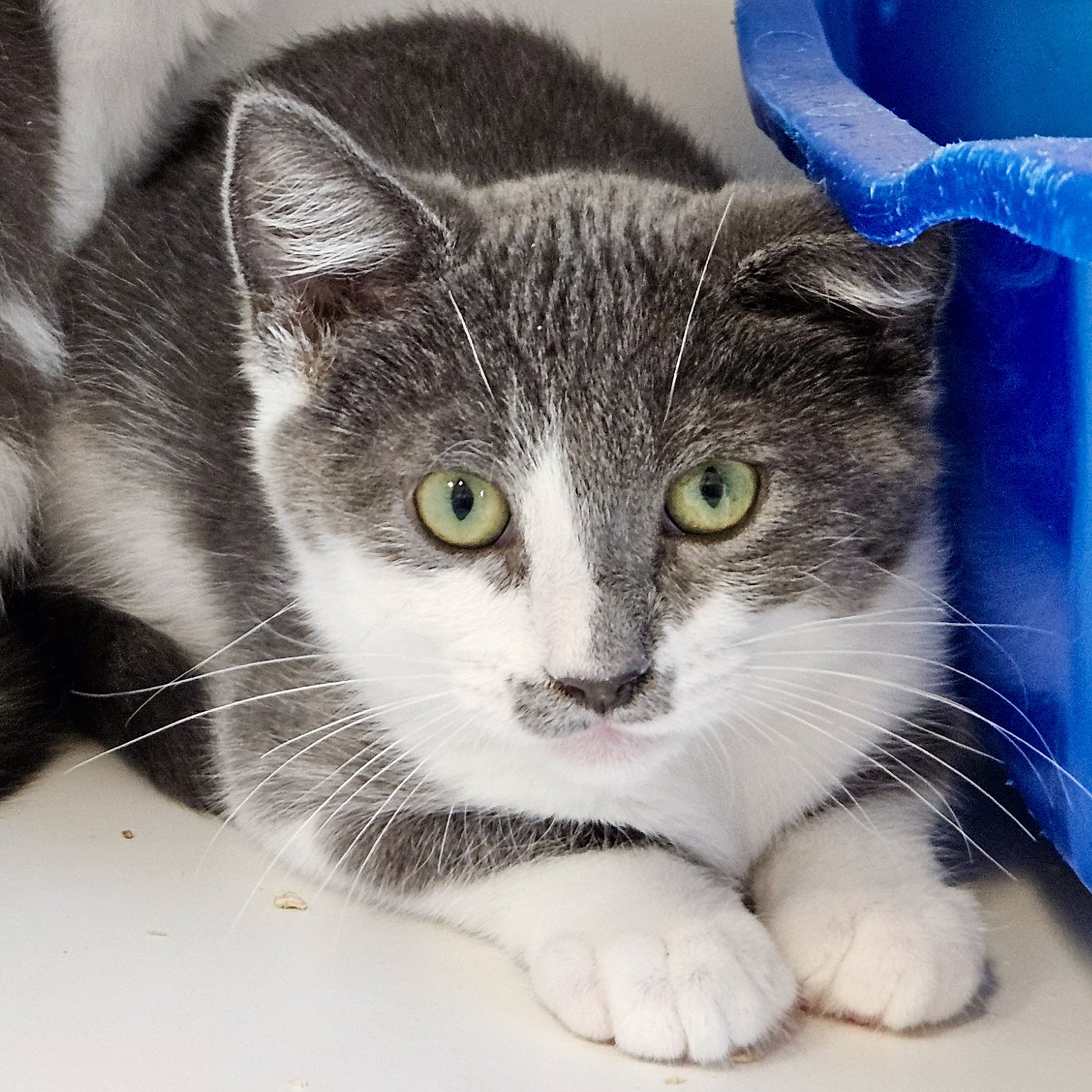Martin (bonded w/ George)