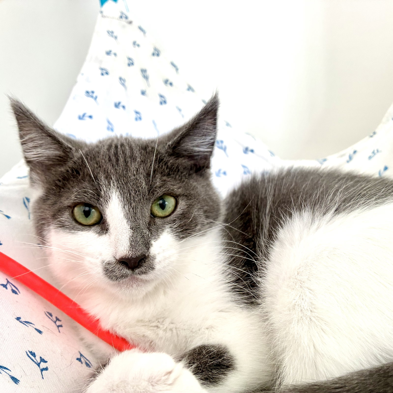 Martin (bonded w/ George), photo 3