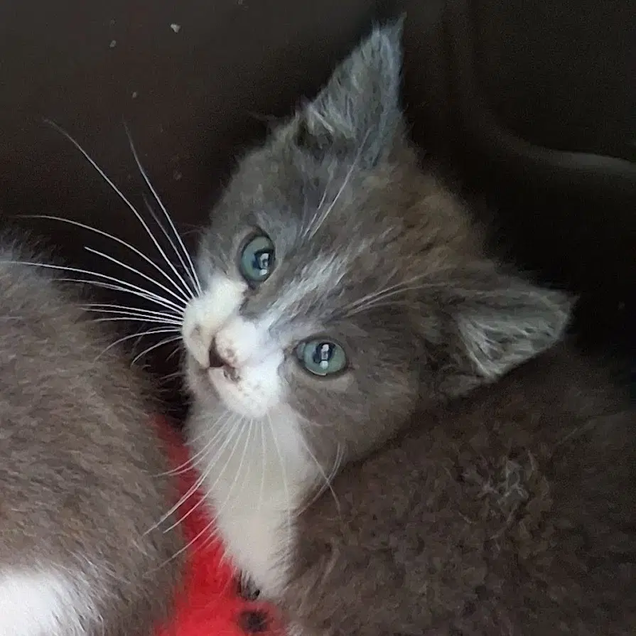 George Bonded W Martin - Domestic Short Hair