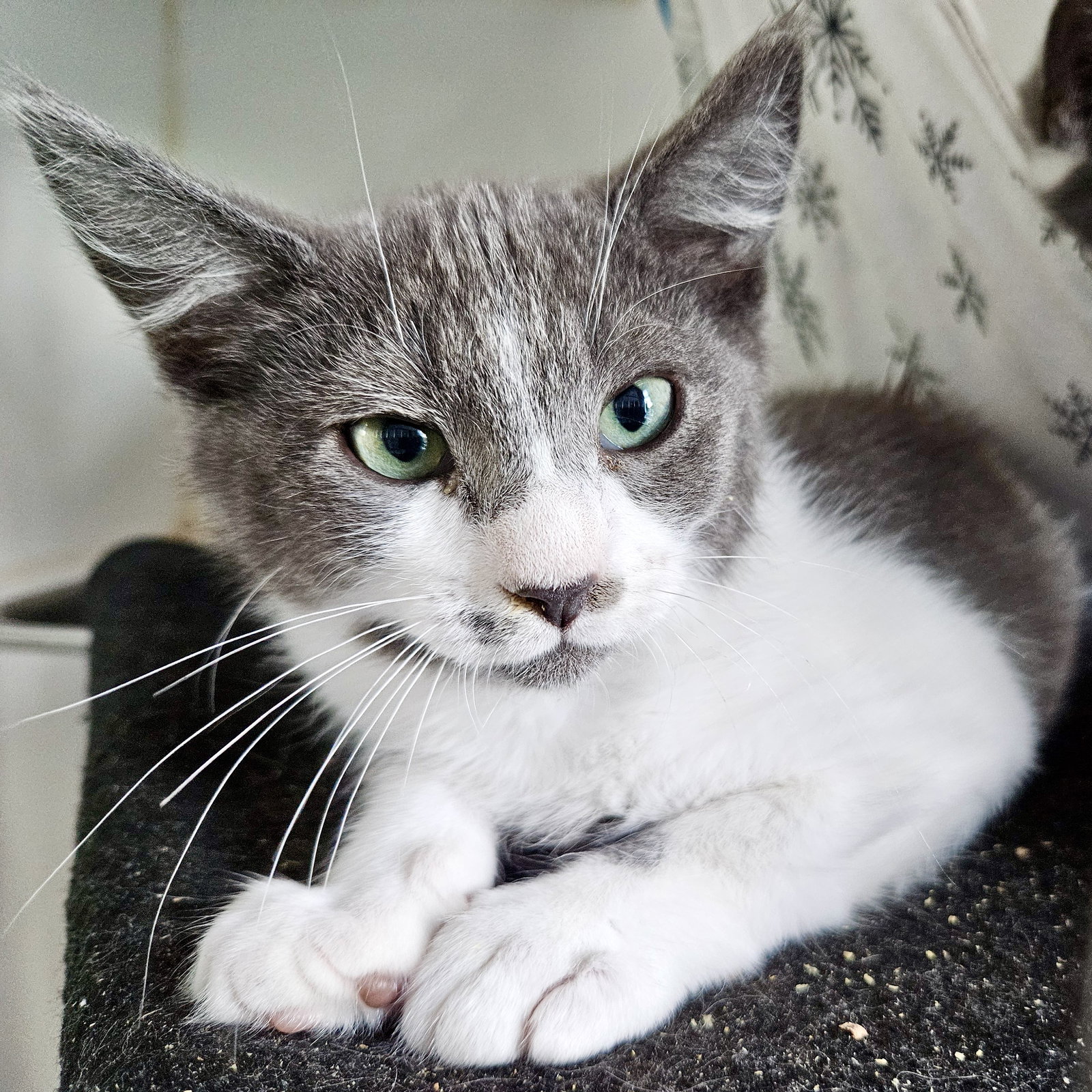 George (bonded w/ Martin)