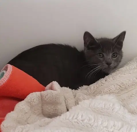 Sweatshirt Bonded W Hoodie - Domestic Short Hair