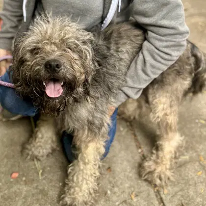 Jules - Terrier