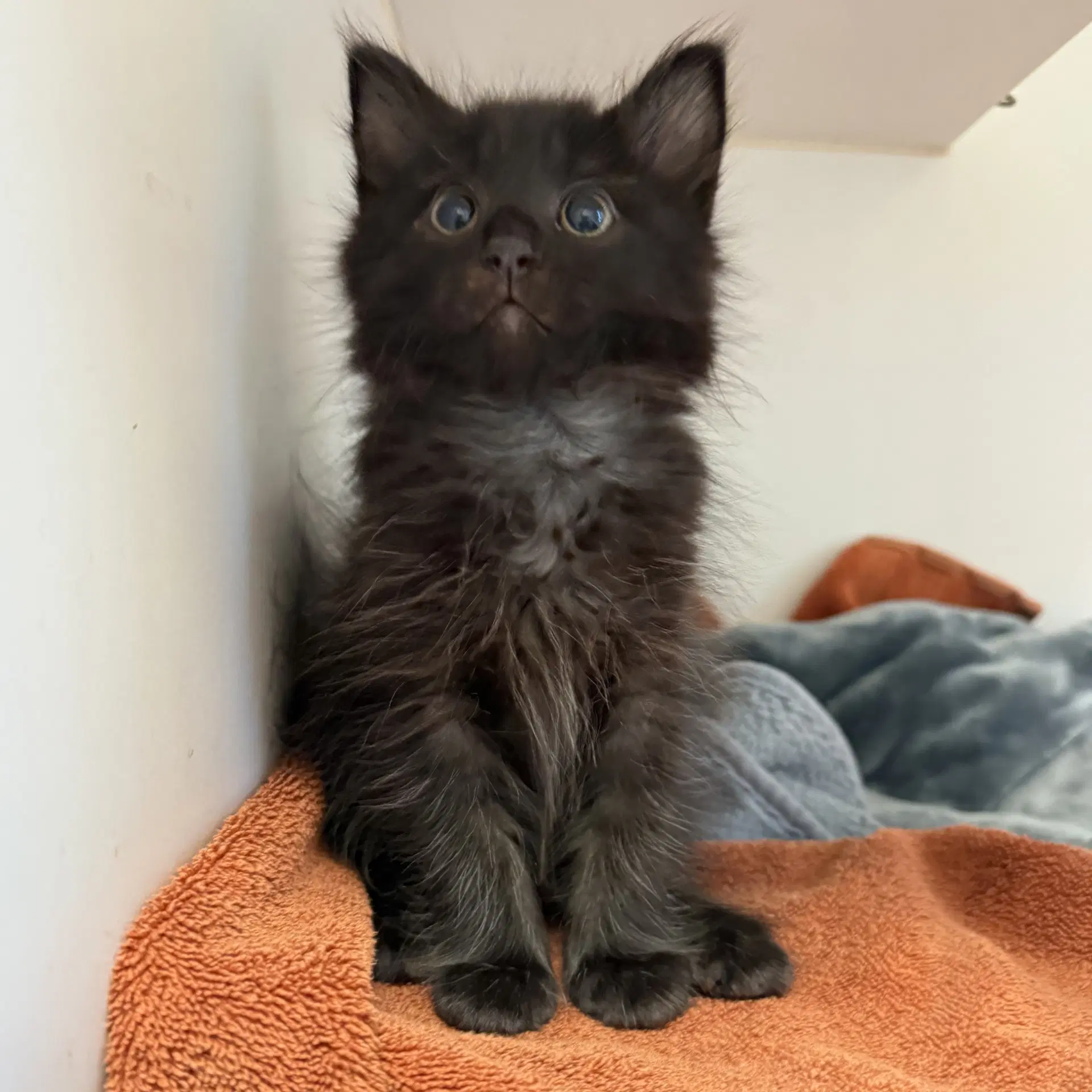 Link Bonded W Chain - Domestic Medium Hair