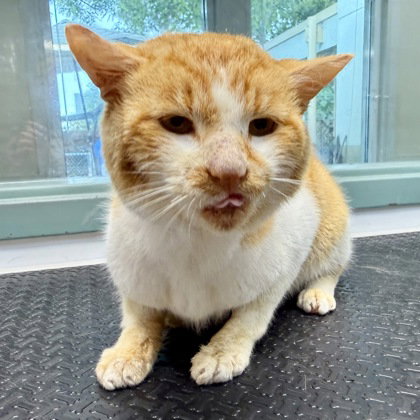 Ballpark Frank, a cat for adoption from Oakland Animal Services