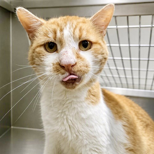 Ballpark Frank, Domestic Short Hair / Mixed