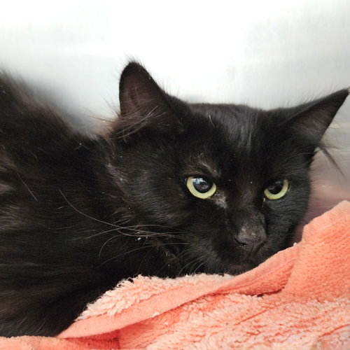 Spring, a cat for adoption from Oakland Animal Services