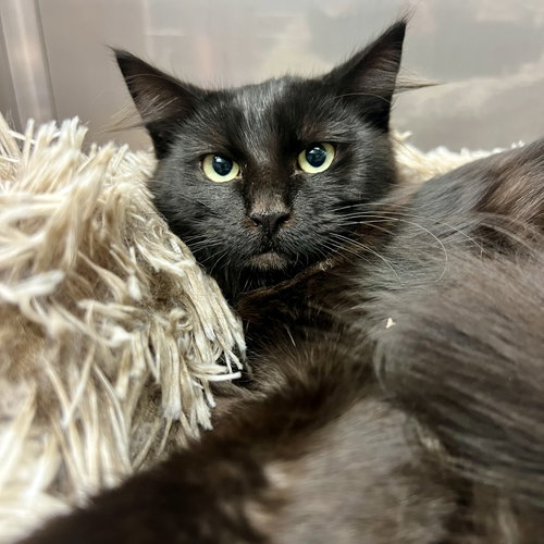 Spring, Domestic Long Hair / Mixed