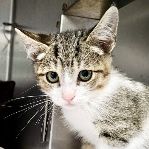 Corduroy (bonded w/ Cardigan), Domestic Short Hair / Mixed