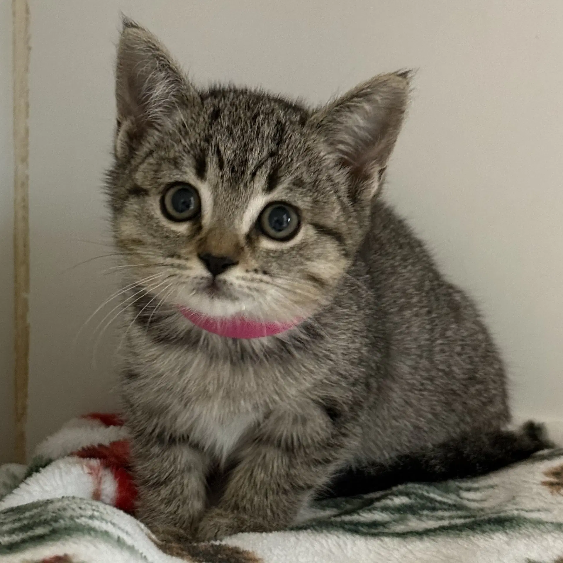Soup Bonded W Salad - Domestic Short Hair