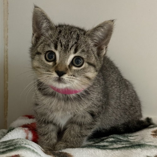 Soup (bonded w/ Salad), Domestic Short Hair / Mixed