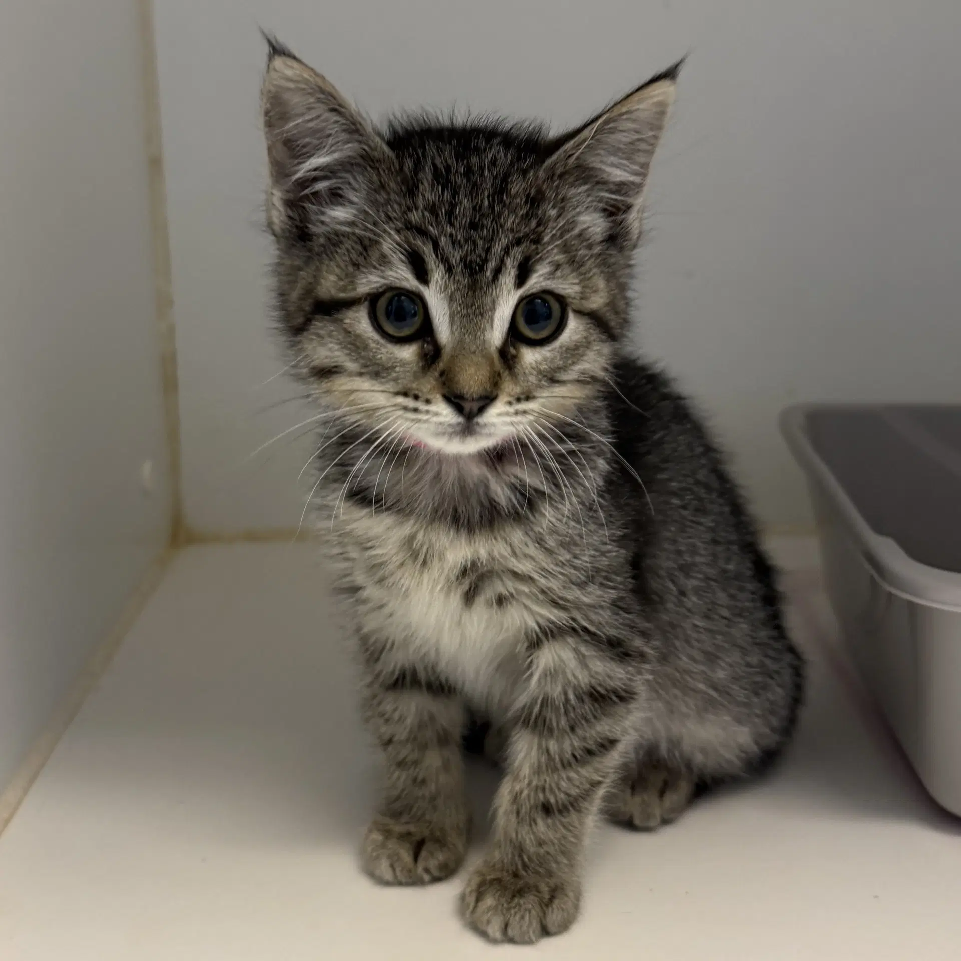 Salad Bonded W Soup - Domestic Short Hair