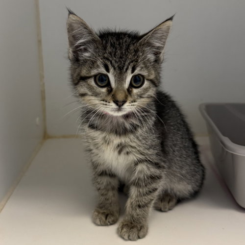 Salad (bonded w/ Soup), Domestic Short Hair / Mixed