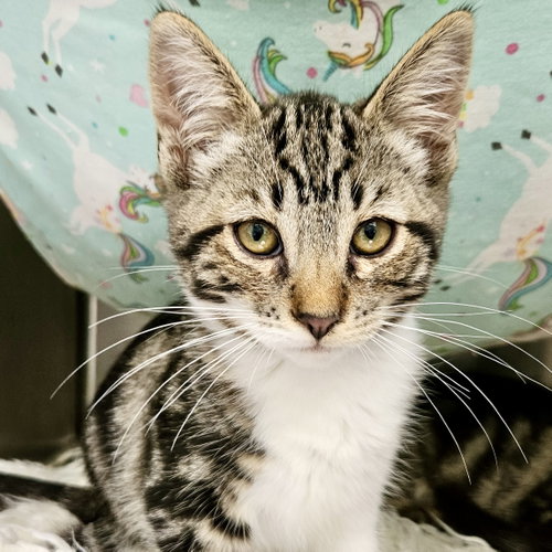Cadillac, a cat for adoption from Oakland Animal Services