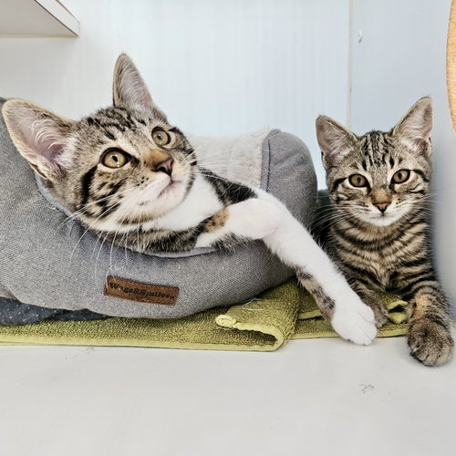 Cadillac (bonded w/ Lincoln), Domestic Short Hair / Mixed