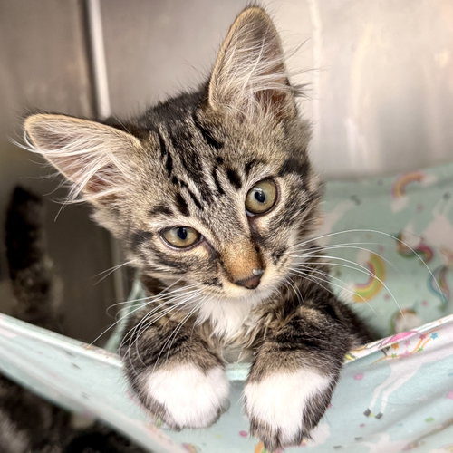 Ford, a cat for adoption from Oakland Animal Services