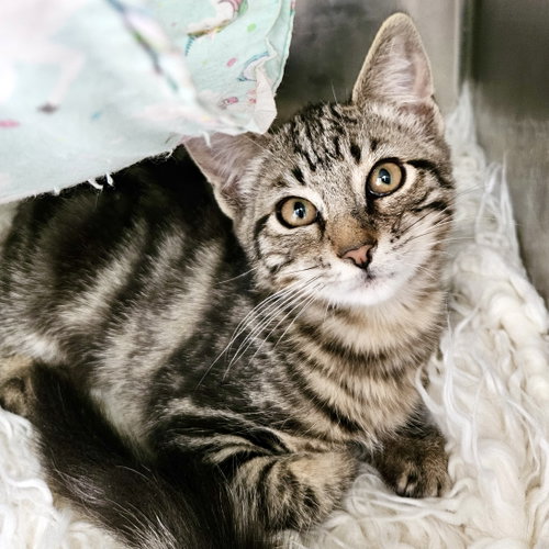 Lincoln, a cat for adoption from Oakland Animal Services