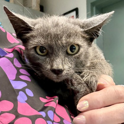 Stewey, a cat for adoption from Oakland Animal Services