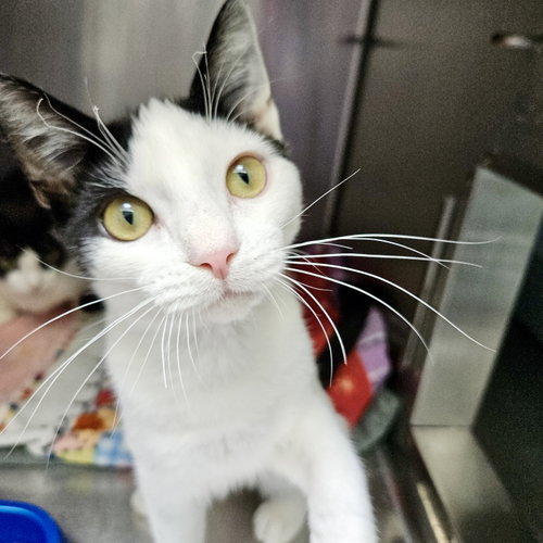Nova (bonded w/ Manny), a cat for adoption from Oakland Animal Services