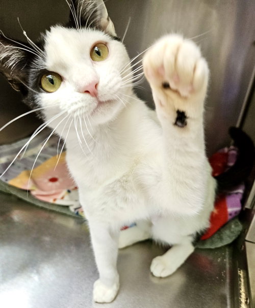 Photo 2 of Nova (bonded w/ Manny)