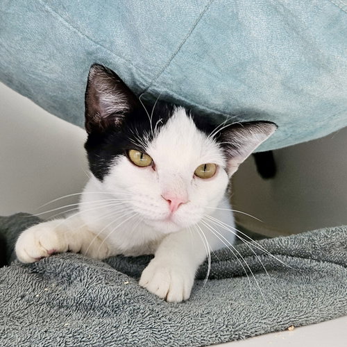 Nova (bonded w/ Manny), Domestic Short Hair / Mixed