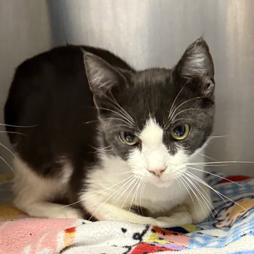 Photo 3 of Manny (bonded w/ Nova)