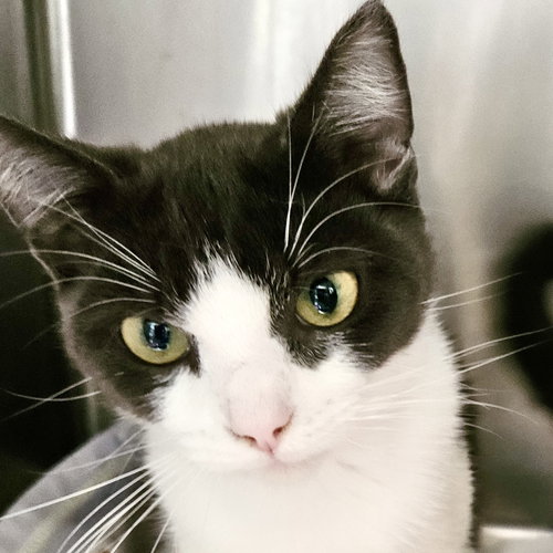 Manny (bonded w/ Nova), a cat for adoption from Oakland Animal Services