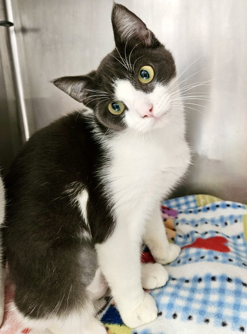 Photo 2 of Manny (bonded w/ Nova)