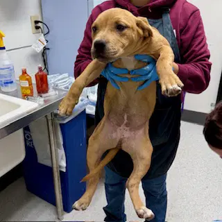 Lemon Pepper - Pit Bull Terrier