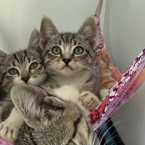 Croissant (bonded w/ Shrimp), a cat for adoption from Oakland Animal Services