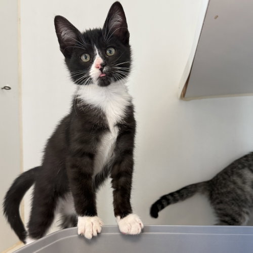 Shrimp (bonded w/ Croissant), a cat for adoption from Oakland Animal Services