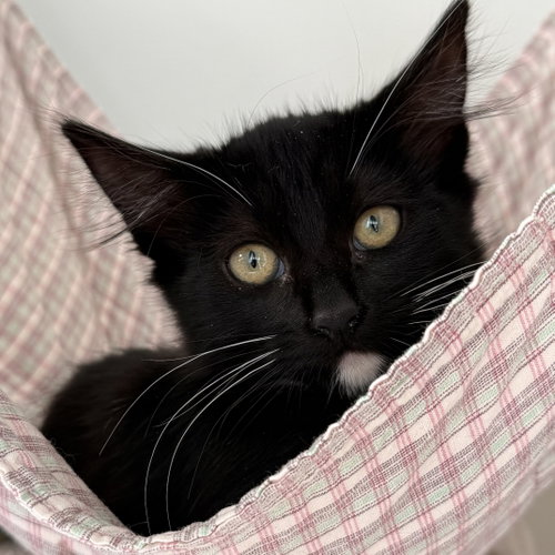 Photo 2 of Amber (bonded w/ Saffron)