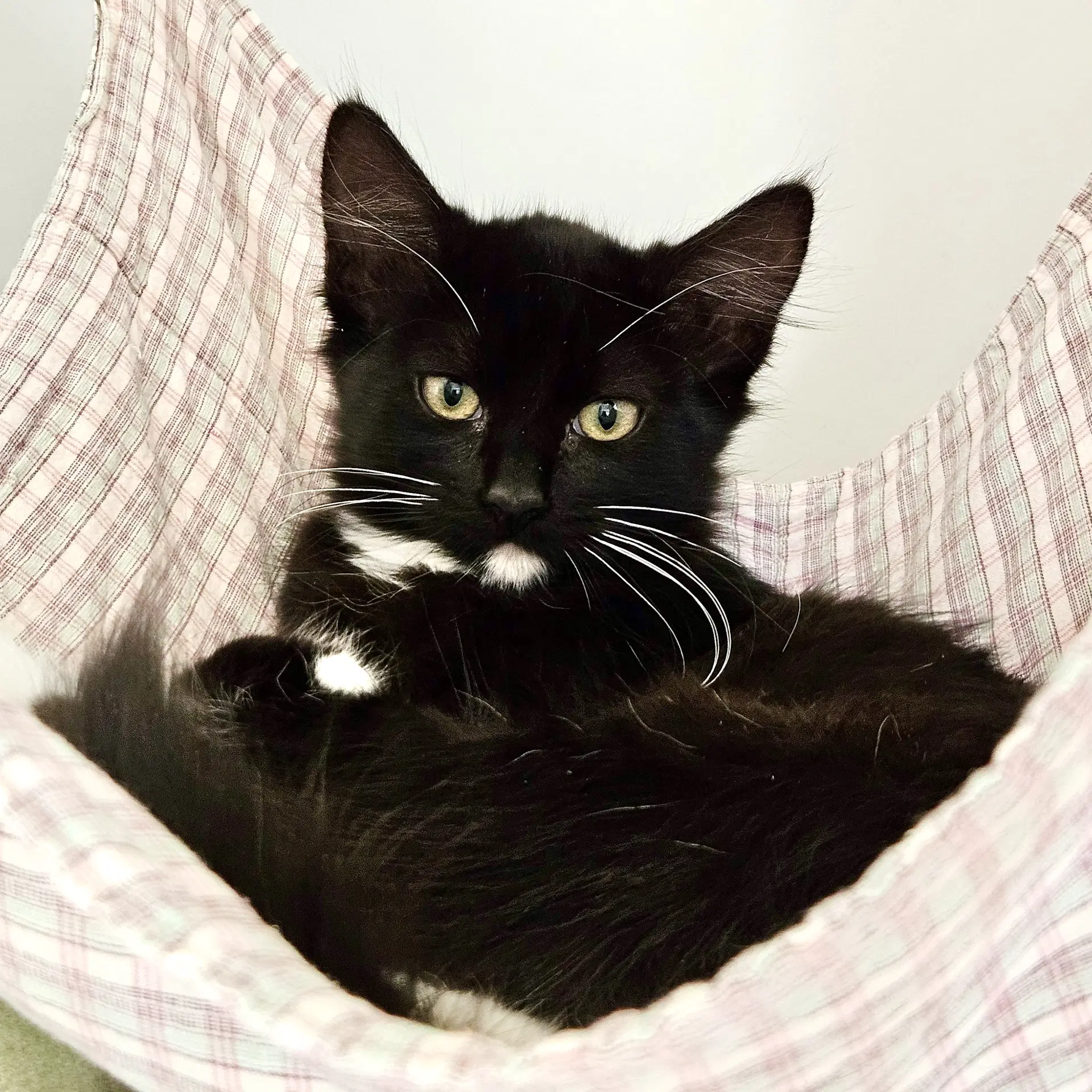 Amber Bonded W Saffron - Domestic Short Hair