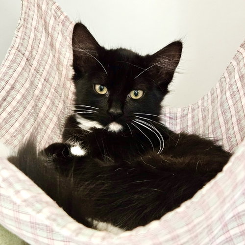 Amber (bonded w/ Saffron), Domestic Short Hair / Mixed