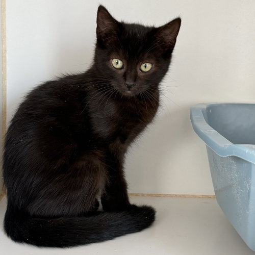 Photo 2 of Saffron (bonded w/ Amber)