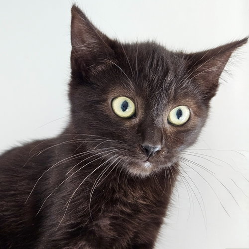 Saffron (bonded w/ Amber), Domestic Short Hair / Mixed