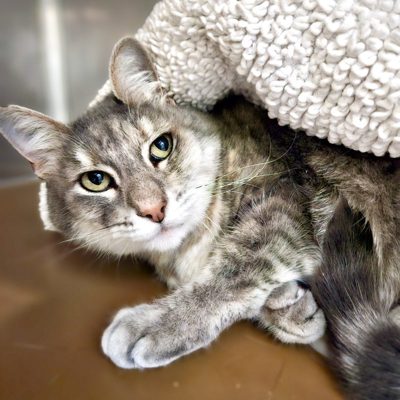Sylvie, a senior female cat up for adoption